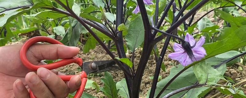 茄子的剪叶方法，分枝能力强的品种可以多剪