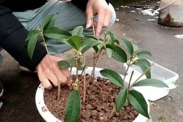 桂花香气有什么特点，有浓淡皆宜的特点