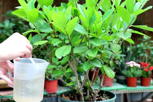 栀子花如何施肥，上盆前施加足量的底肥