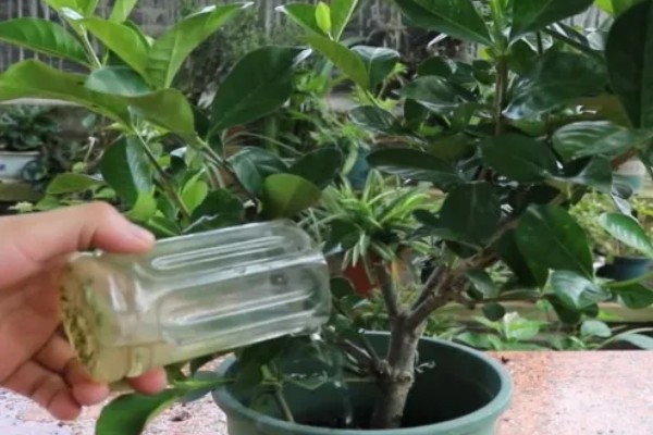 栀子花如何施肥，上盆前施加足量的底肥