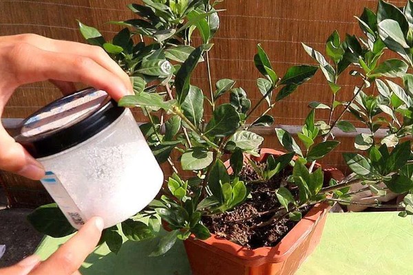 栀子花如何施肥，上盆前施加足量的底肥
