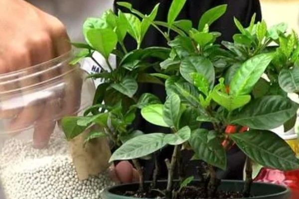 栀子花如何施肥，上盆前施加足量的底肥