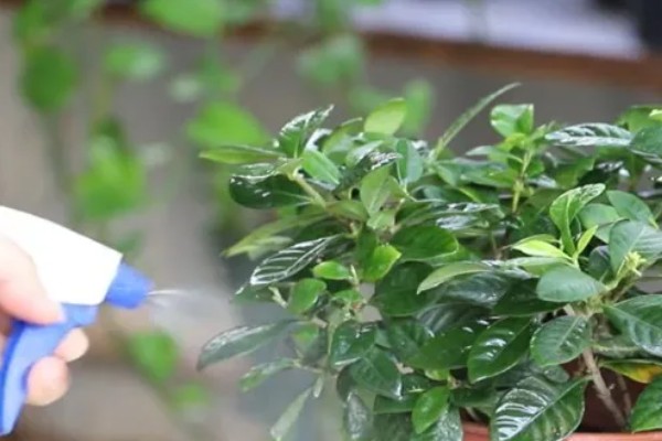 栀子花如何施肥，上盆前施加足量的底肥