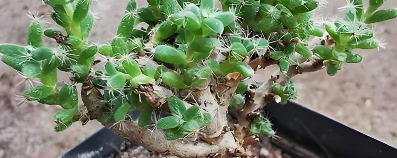 姬红小松怎么养殖，每天提供5小时以上的散射光