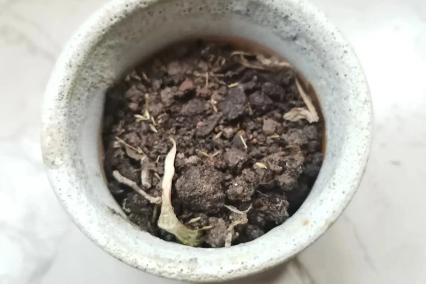 繁殖丹麦风铃草的方法，通常使用播种的方式进行