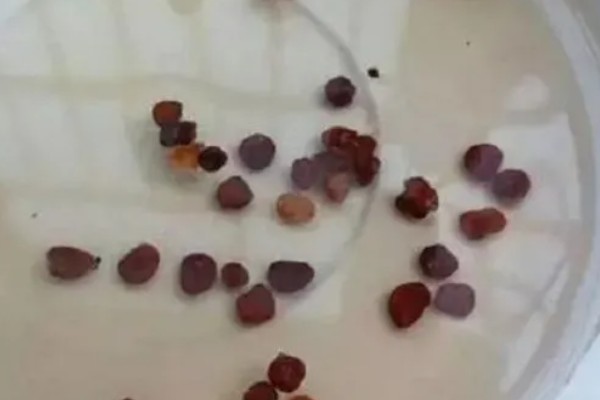 繁殖丹麦风铃草的方法，通常使用播种的方式进行