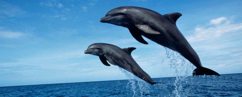 海豚能离开水吗，是一种生活在水中的生物