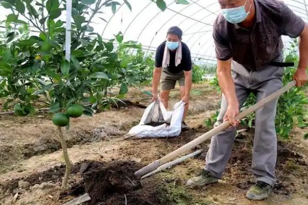 沃柑一年之中怎么施肥，春夏秋三季每隔15-20天追施一次复合肥