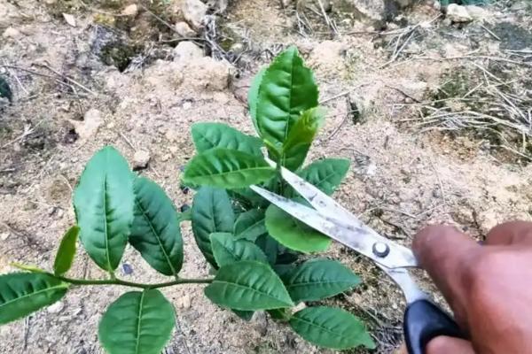 沃柑一年之中怎么施肥，春夏秋三季每隔15-20天追施一次复合肥