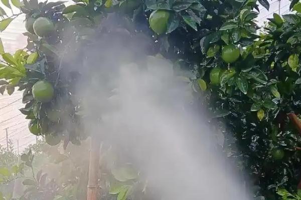怎么使用苦参碱杀虫剂，根据防治对象决定喷施浓度