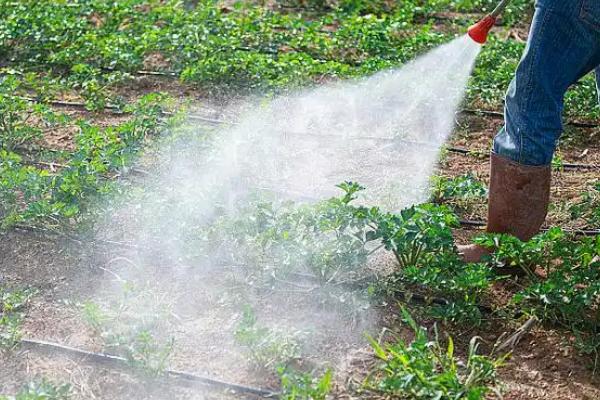 怎么使用苦参碱杀虫剂，根据防治对象决定喷施浓度