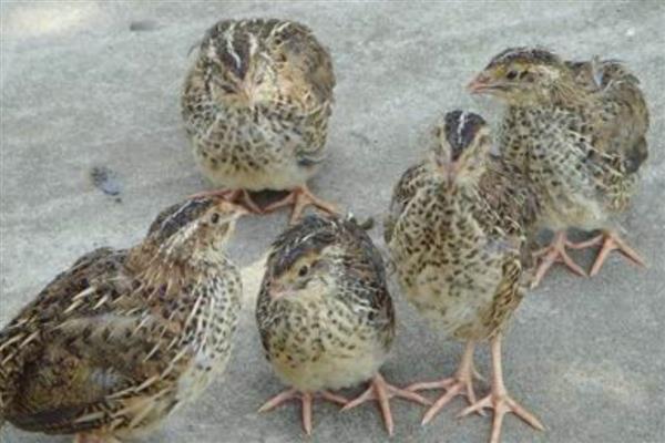 国内蛋用型优质鹌鹑有哪些品种，有中禽白羽鹌鹑、中国黄羽鹌鹑等