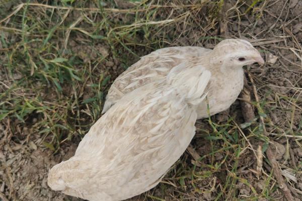 国内蛋用型优质鹌鹑有哪些品种，有中禽白羽鹌鹑、中国黄羽鹌鹑等