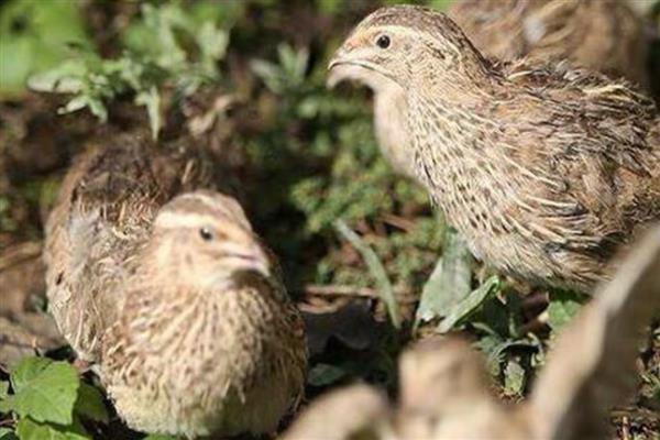 国内蛋用型优质鹌鹑有哪些品种，有中禽白羽鹌鹑、中国黄羽鹌鹑等