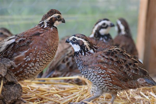 国内蛋用型优质鹌鹑有哪些品种，有中禽白羽鹌鹑、中国黄羽鹌鹑等