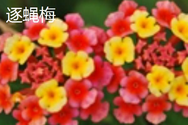 常用的摆盘花草,分为花瓣摆盘、叶片摆盘等