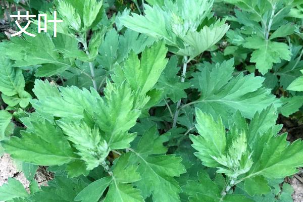 常用的摆盘花草,分为花瓣摆盘、叶片摆盘等