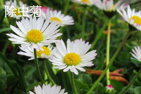 常用的摆盘花草,分为花瓣摆盘、叶片摆盘等