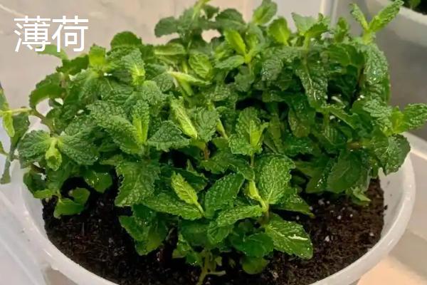 常用的摆盘花草,分为花瓣摆盘、叶片摆盘等