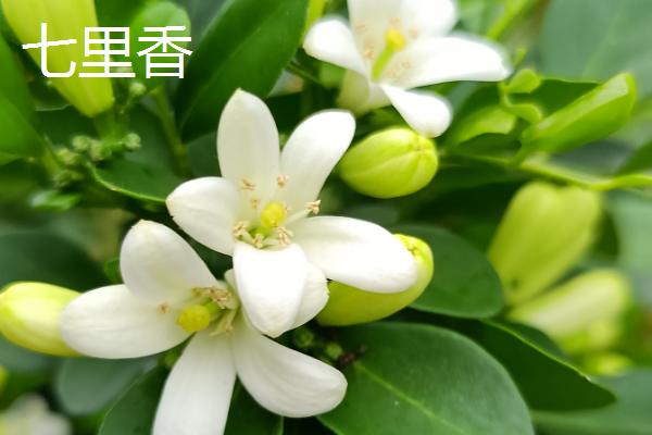 常用的摆盘花草,分为花瓣摆盘、叶片摆盘等