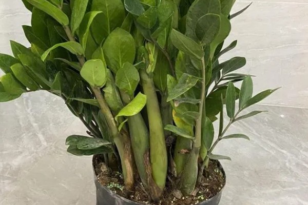 揺钱树剪完后会不会长出来，适当修剪可促进植株的生长发育