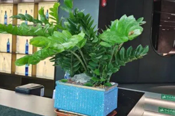 揺钱树剪完后会不会长出来，适当修剪可促进植株的生长发育