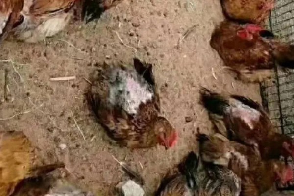 鸡啄毛怎么办，增喂骨粉、蚝壳粉等饲料可以改善