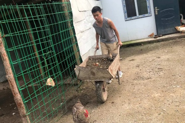 鸡啄毛怎么办，增喂骨粉、蚝壳粉等饲料可以改善