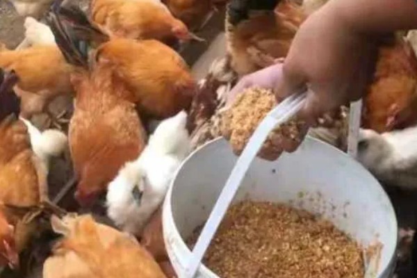 鸡啄毛怎么办，增喂骨粉、蚝壳粉等饲料可以改善