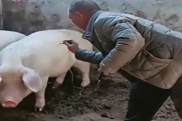 什么是猪瘟，是由猪瘟病毒引起的传染病