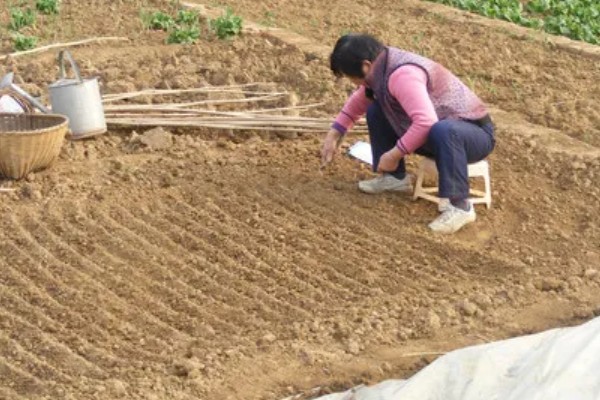 通草是哪种草，是木通科落叶木质藤本