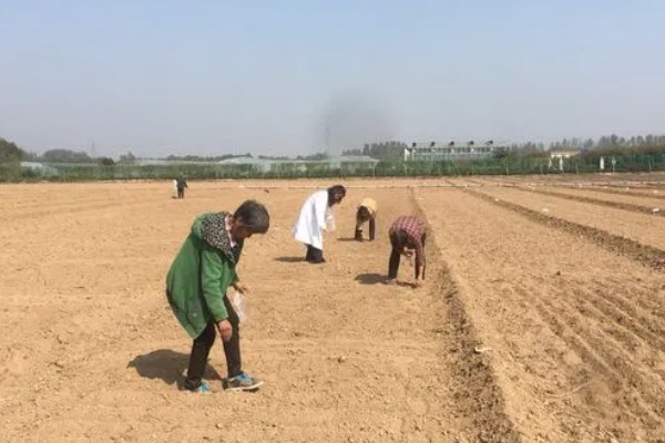 通草是哪种草，是木通科落叶木质藤本