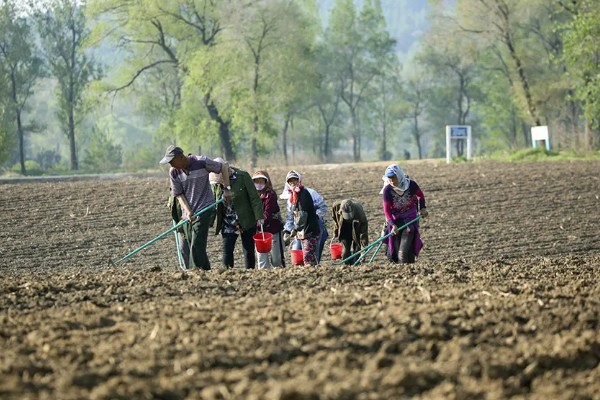 通草是哪种草，是木通科落叶木质藤本
