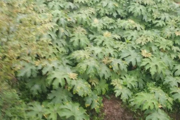 通草是哪种草，是木通科落叶木质藤本