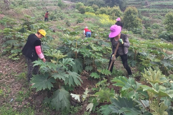 通草是哪种草，是木通科落叶木质藤本