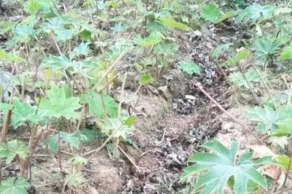 通草是哪种草，是木通科落叶木质藤本