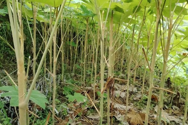 通草是哪种草，是木通科落叶木质藤本