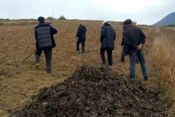 通草是哪种草，是木通科落叶木质藤本