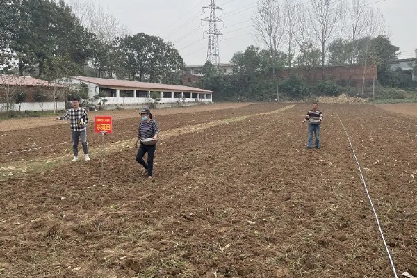 通草是哪种草，是木通科落叶木质藤本