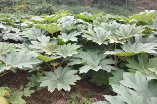 通草是哪种草，是木通科落叶木质藤本