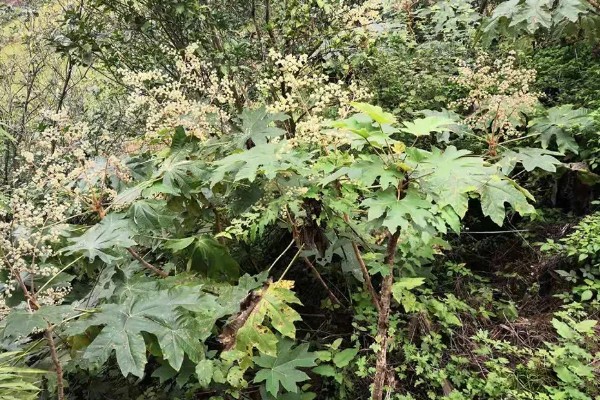 通草是哪种草，是木通科落叶木质藤本