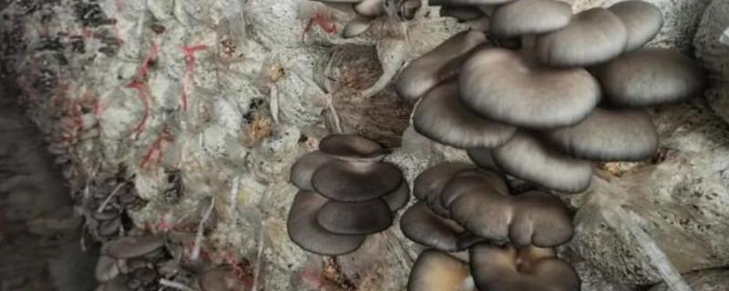 种蘑菇需要的条件，适合生长在营养肥沃的土壤