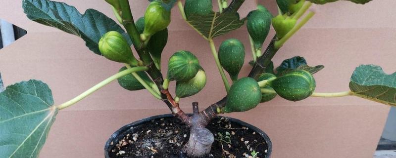 无花果在家里能种吗，无花果家里可以种植
