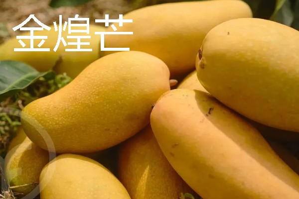 好吃的芒果排行，推荐小台芒、青芒等