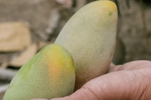 好吃的芒果排行，推荐小台芒、青芒等