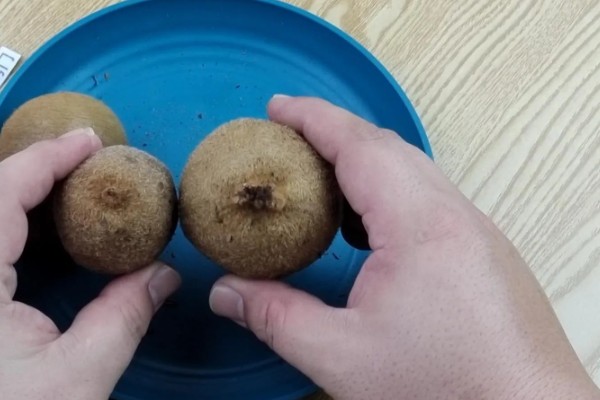 猕猴桃果肉呈绿色的原因，可能是果肉中含有叶绿素