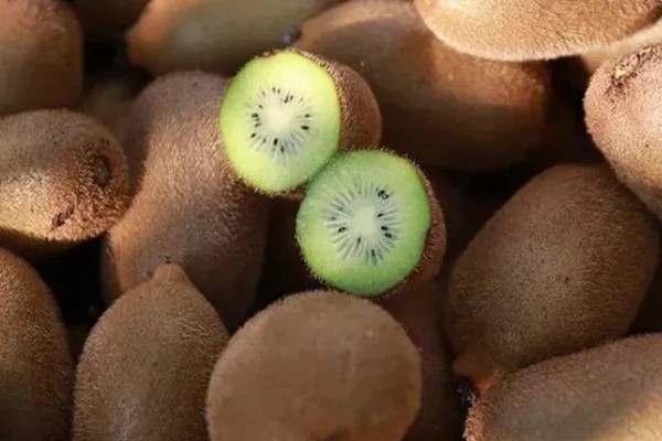 猕猴桃果肉呈绿色的原因，可能是果肉中含有叶绿素