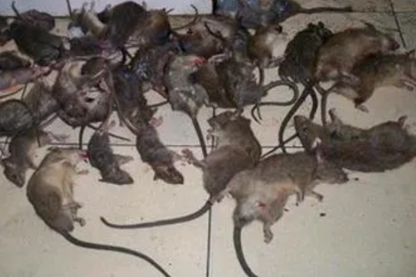 养殖场如何灭鼠，可利用捕鼠器人工捕捉