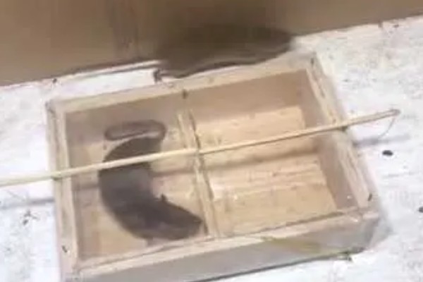 养殖场如何灭鼠，可利用捕鼠器人工捕捉