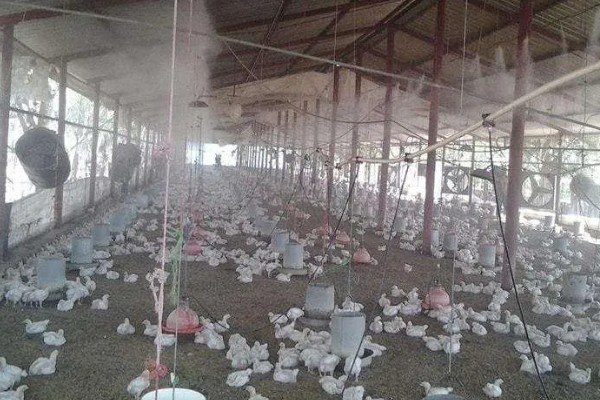 养殖场如何灭鼠，可利用捕鼠器人工捕捉